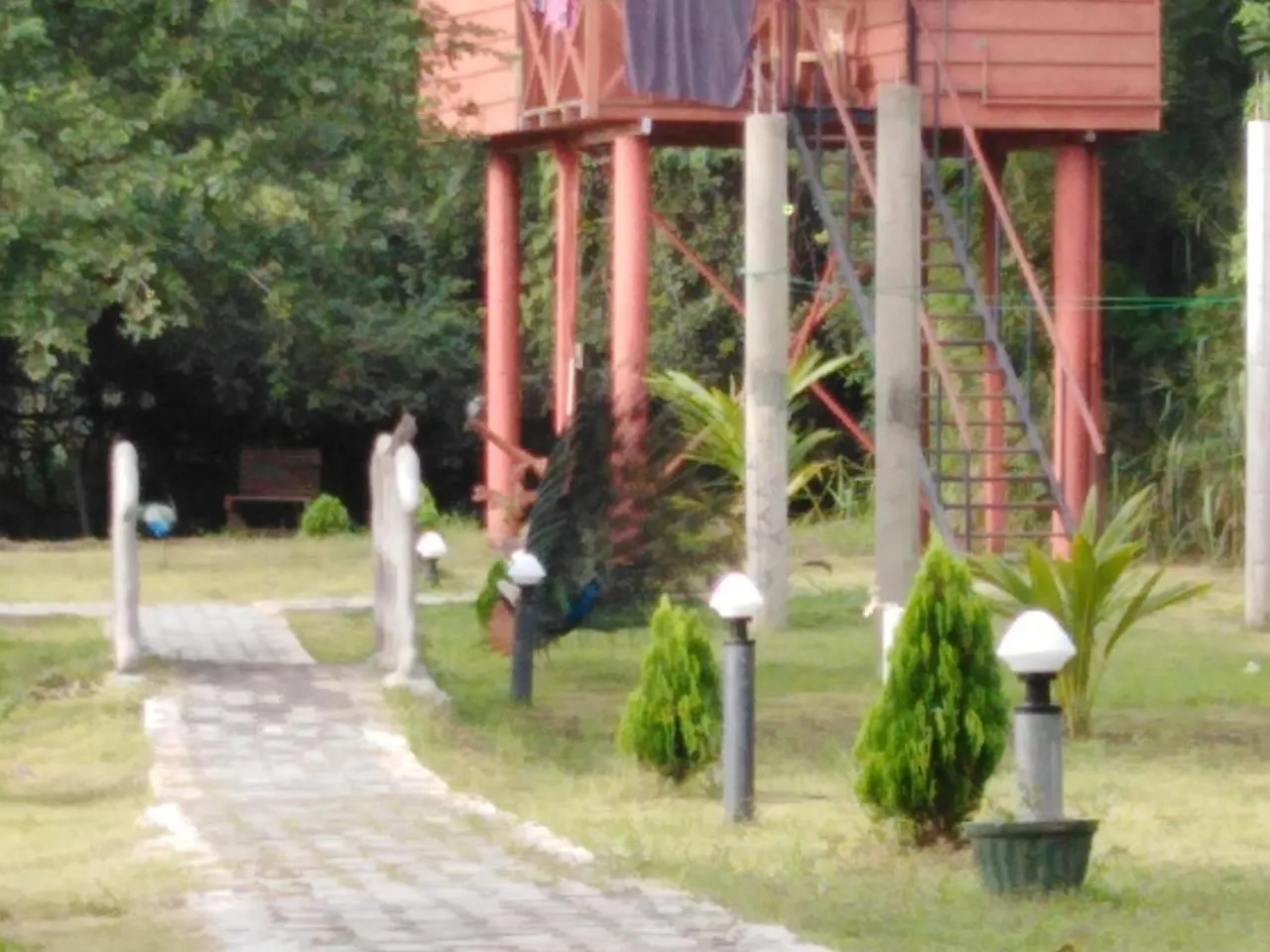 Sigiri Royal Point Tree House Hotel Sigiriya Sri Lanka