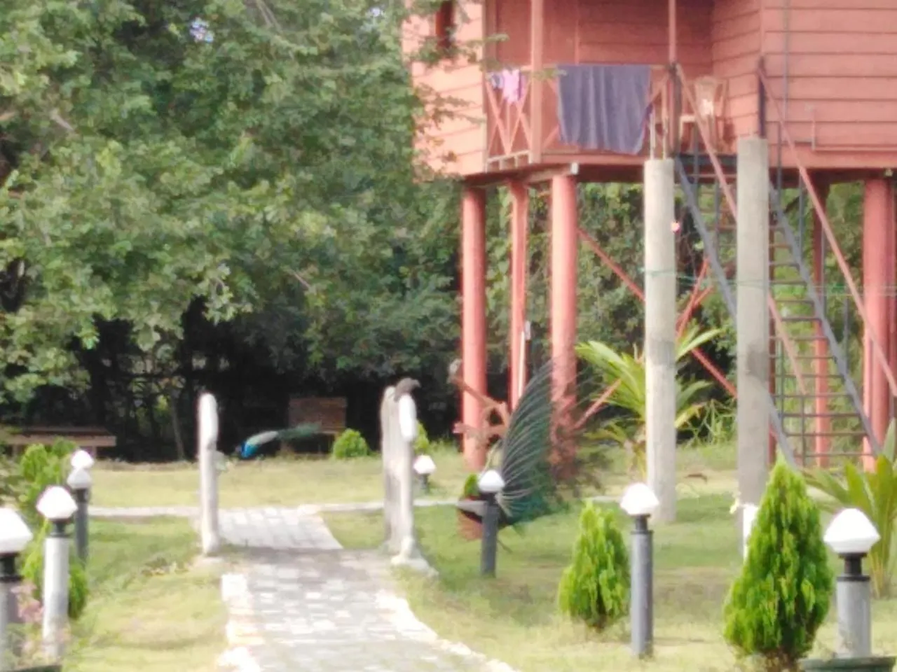 Sigiri Royal Point Tree House Hotel Sigiriya